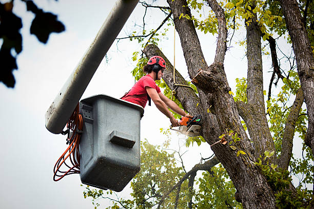 Best Arborist Consultation Services  in Briarcliff Manor, NY